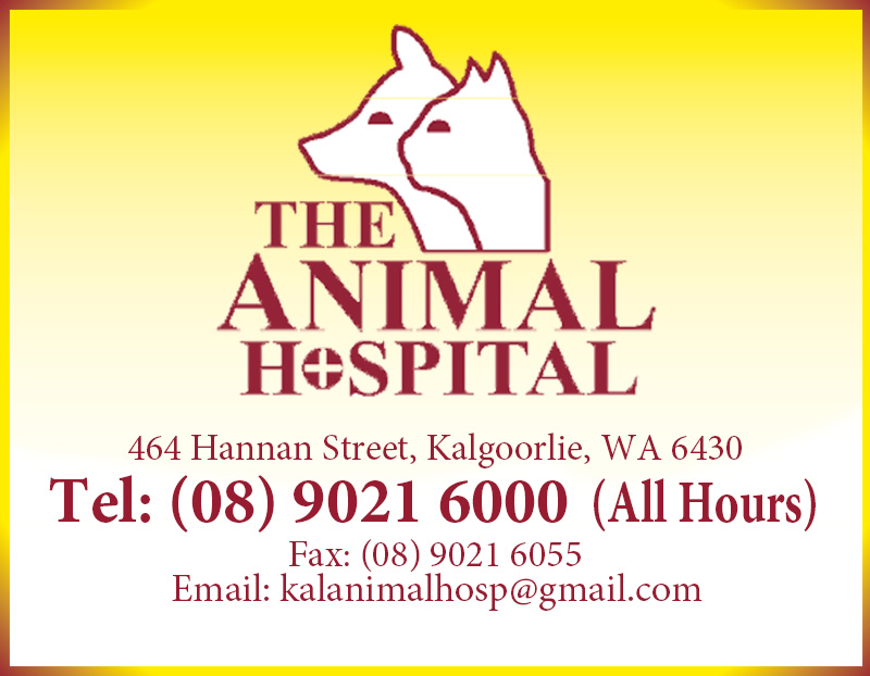 Why Locals Put Their Trust In This Local Vet Clinic in Kalgoorlie